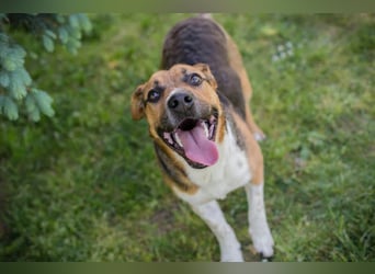 TOBI – Tapferer Junghund sucht seinen Neuanfang