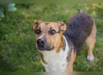 TOBI – Tapferer Junghund sucht seinen Neuanfang