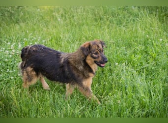 SISSY – Liebe Hundedame sucht ihr Für-immer-Zuhause