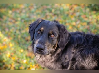 WHISKY – Sanfter Schmusebär sucht sein Glück
