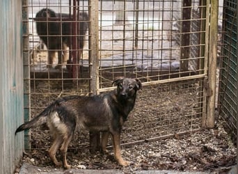 DUKE – Junger, lieber Rüde sucht seine Menschen