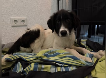 neugieriger, freundlicher MILO sucht seine Menschen