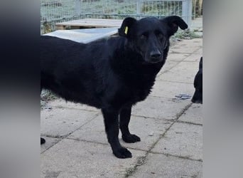 liebe, schüchterne Uwine