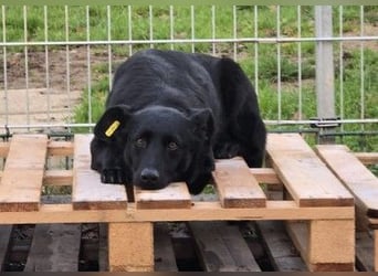 liebe, schüchterne Uwine