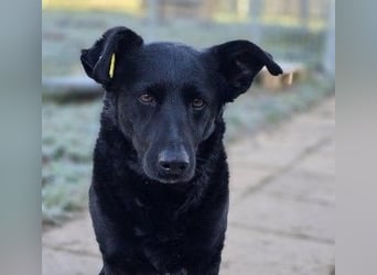 liebe, schüchterne Uwine