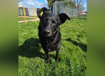 liebe, schüchterne Uwine