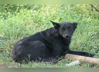 UWINE - schüchterne Hündin sucht einfühlsames Zuhause