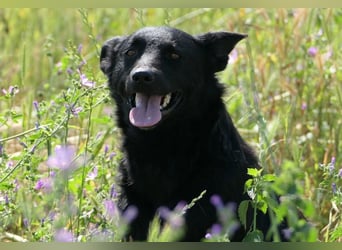 liebe, schüchterne Uwine