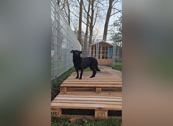 UWINE - schüchterne Hündin sucht einfühlsames Zuhause