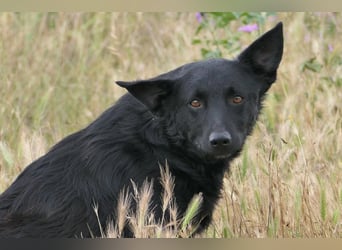 liebe, schüchterne Uwine