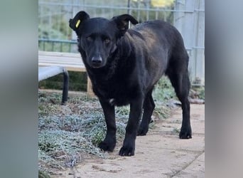 liebe, schüchterne Uwine