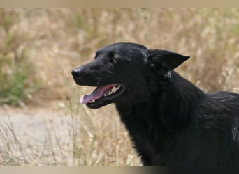 liebe, schüchterne Uwine