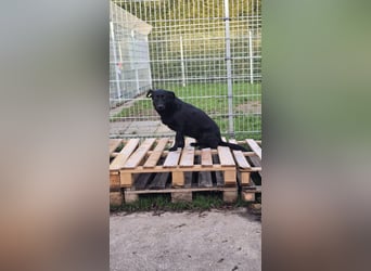 UWINE - schüchterne Hündin sucht einfühlsames Zuhause