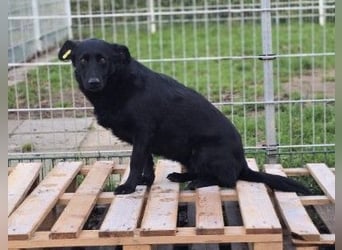 liebe, schüchterne Uwine