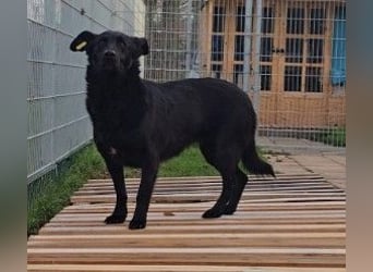 liebe, schüchterne Uwine