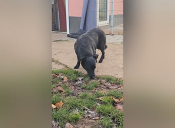 UWINE - schüchterne Hündin sucht einfühlsames Zuhause