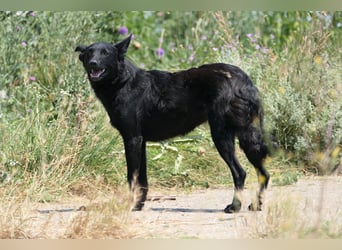 UWINE - schüchterne Hündin sucht einfühlsames Zuhause
