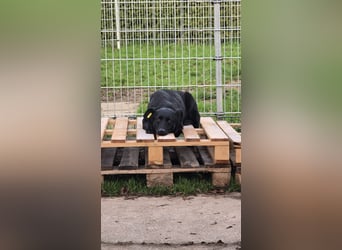 UWINE - schüchterne Hündin sucht einfühlsames Zuhause