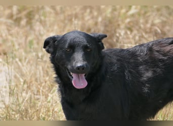 liebe, schüchterne Uwine