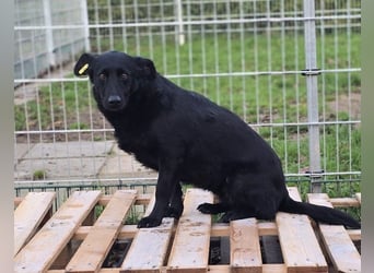 UWINE - schüchterne Hündin sucht einfühlsames Zuhause