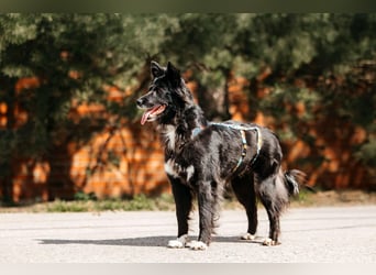 Fröhliche Bonja sucht ihre Menschen