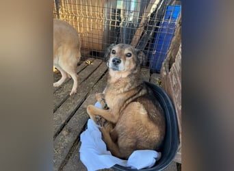 NINO - sanfter Senior sucht seine Chance auf ein eigenes Zuhause