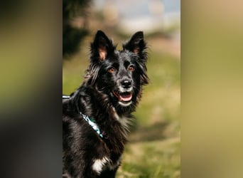 Fröhliche Bonja sucht ihre Menschen
