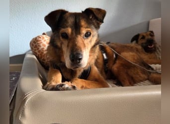 NINO - sanfter Senior sucht seine Chance auf ein eigenes Zuhause