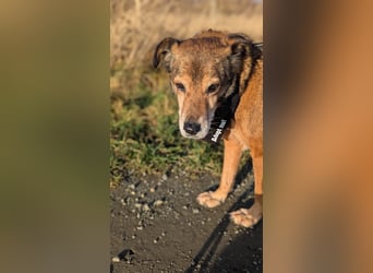 NINO - sanfter Senior sucht seine Chance auf ein eigenes Zuhause