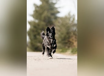 Fröhliche Bonja sucht ihre Menschen