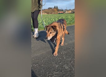 NINO - sanfter Senior sucht seine Chance auf ein eigenes Zuhause