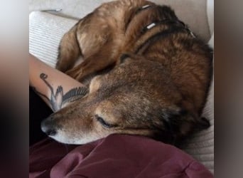 NINO - sanfter Senior sucht seine Chance auf ein eigenes Zuhause