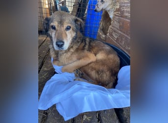 NINO - sanfter Senior sucht seine Chance auf ein eigenes Zuhause