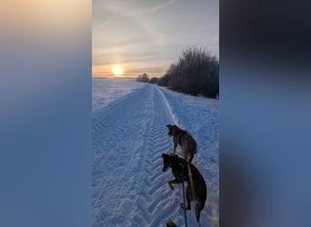 NINO - sanfter Senior sucht seine Chance auf ein eigenes Zuhause