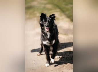 Fröhliche Bonja sucht ihre Menschen