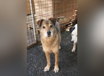 NINO - sanfter Senior sucht seine Chance auf ein eigenes Zuhause