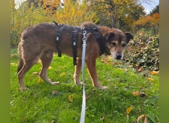 NINO - sanfter Senior sucht seine Chance auf ein eigenes Zuhause