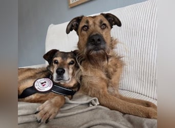 NINO - sanfter Senior sucht seine Chance auf ein eigenes Zuhause