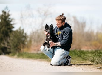 Fröhliche Bonja sucht ihre Menschen