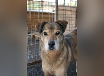 NINO - sanfter Senior sucht seine Chance auf ein eigenes Zuhause