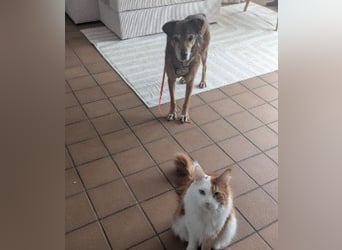 NINO - sanfter Senior sucht seine Chance auf ein eigenes Zuhause