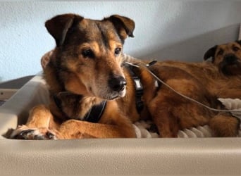 NINO - sanfter Senior sucht seine Chance auf ein eigenes Zuhause