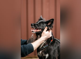 Fröhliche Bonja sucht ihre Menschen