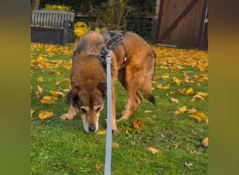 NINO - sanfter Senior sucht seine Chance auf ein eigenes Zuhause