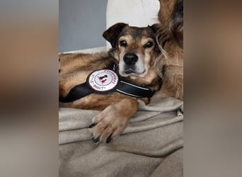 NINO - sanfter Senior sucht seine Chance auf ein eigenes Zuhause