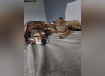 NINO - sanfter Senior sucht seine Chance auf ein eigenes Zuhause