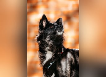 Fröhliche Bonja sucht ihre Menschen