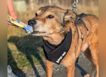 NINO - sanfter Senior sucht seine Chance auf ein eigenes Zuhause