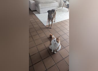 NINO - sanfter Senior sucht seine Chance auf ein eigenes Zuhause