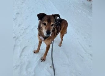 NINO - sanfter Senior sucht seine Chance auf ein eigenes Zuhause